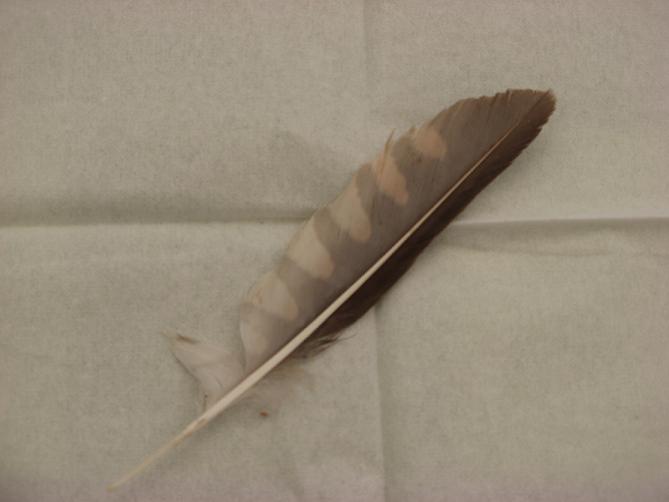Penna 3